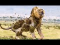 देखिए जब मधुमक्खियों को गुस्सा आता है तो  Killer Bees’ vs Lion 10 Wildest Attacks Caught On Camera