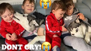 Husky Puppy Accidentally Hurt Baby But Says Sorry With Kisses & Cuddles! [READ DESCRIPTION]