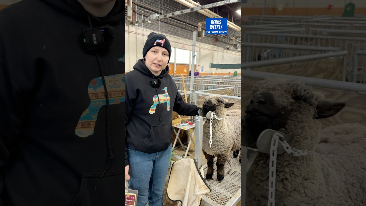 Rachael Harze of Lazy-Day Farm brought Babydoll Southdown sheep to the 2026 PA Farm Show.