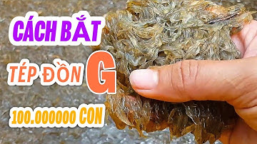 Tép Đồng ( Tép Rong ) Cách Bắt Tép Đồng Ở Miện Thứ Kiên Giang | Hoàng Linh Miền Tây