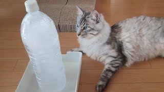 【コスパ◎】エアコン嫌いな猫にも人にもオススメな暑さ対策