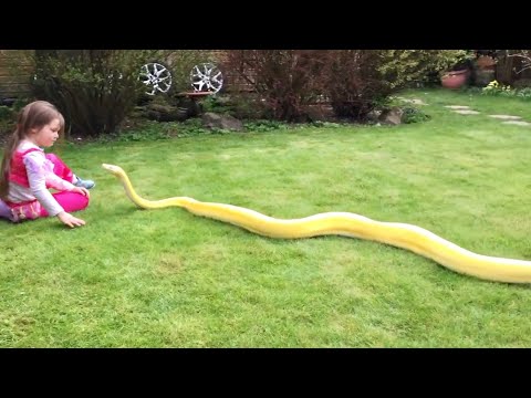 12ft Reticulated Python and the cheeky 5 year old Genie (HD & full sequence)