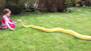 12ft Reticulated Python and the cheeky 5 year old Genie (HD & full sequence)