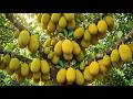 How Giant Jackfruit Are Grown and Harvested | Amazing Tropical Farming Process