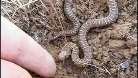 Pacific gopher snake bites my finger.