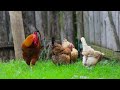 Animal sound  rooster hen turkey cat dog tiger elephantcow