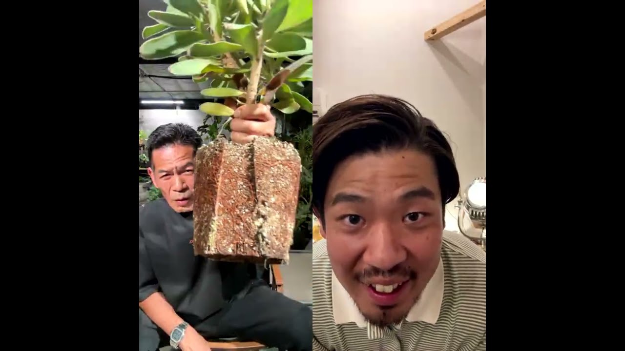 お待たせしました。花屋のせがれのジュン君からオージープランツを学ぼう！ライブ