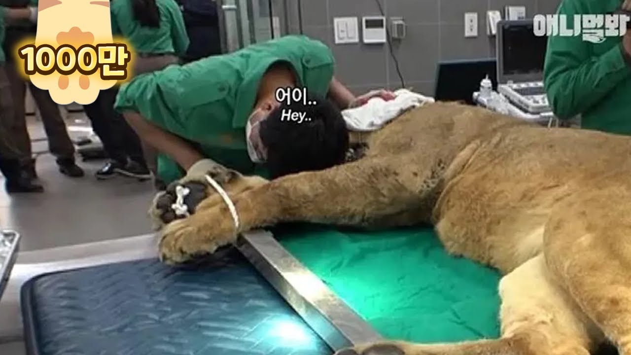 기상천외 맹수과 동물들 건강검진하는 날ㅋㅋㅣLion Wakes Up From An Anesthetic During A Medical Check Up