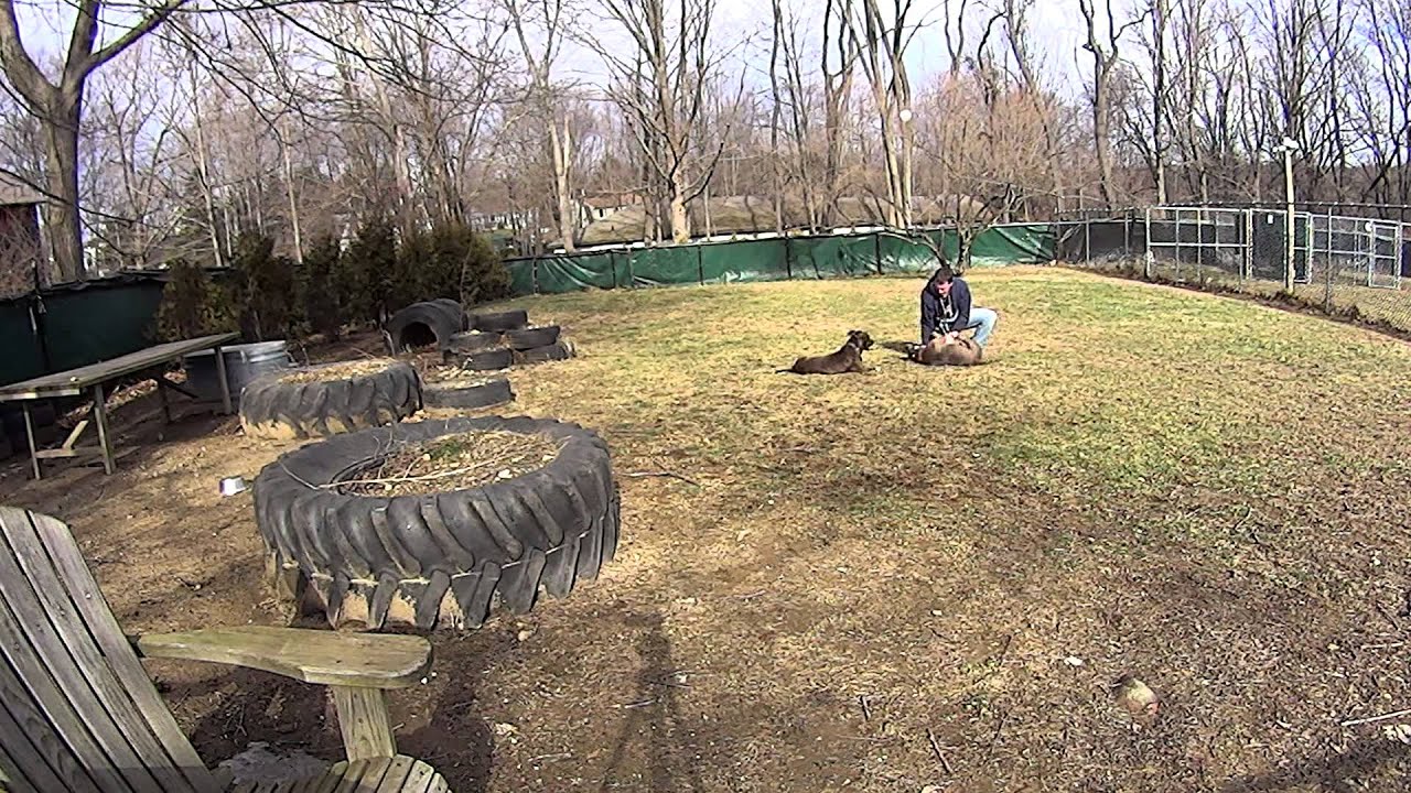 rescue dogs rock nyc A Day in the Life of a Shelter Trainer