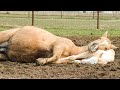 Cutest And funniest horse Videos Compilation cute moment of the horses - Horse world #12