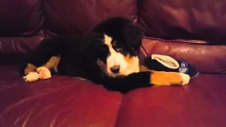 Skylar the Bernese Mt. Dog Puppy Slipper Play by BernerTube 472 views 8 years ago 1 minute, 8 seconds