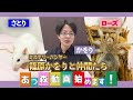 動物オタクのミステリーハンター、あつ森ゲーム実況始めます！【篠原かをりチャンネル】