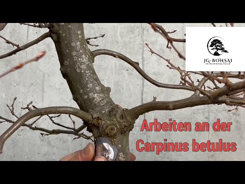 ?? Arbeiten an der Hainbuche(Carpinus betulus)