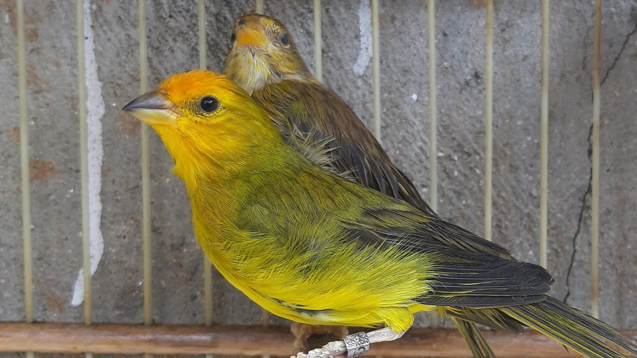 Nova contratação CASAL de CANÁRIO Da TERRA Nacional segue o vídeo ! YouTube Nova contratação CASAL de CANÁRIO Da TERRA Nacional segue o vídeo ! YouTube