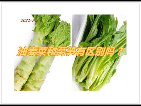 油麦菜和莴笋有区别吗？