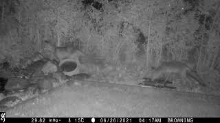 Trail cam 2021 00 00 misc
