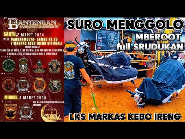 BANTENGAN ‼️ SURO MENGGOLO  full SRUDUKAN MBEROOT TOTAL LKS markas KEBO IRENG @suromenggolofficial class=