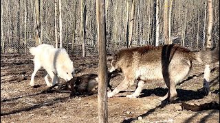 Чёрная ОВЦА для легендарного волка Акелы  ‼️ День Рождения 🐺