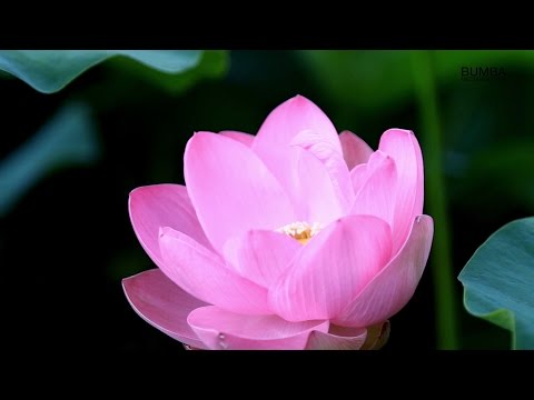 Video: Lotusov Cvetni List