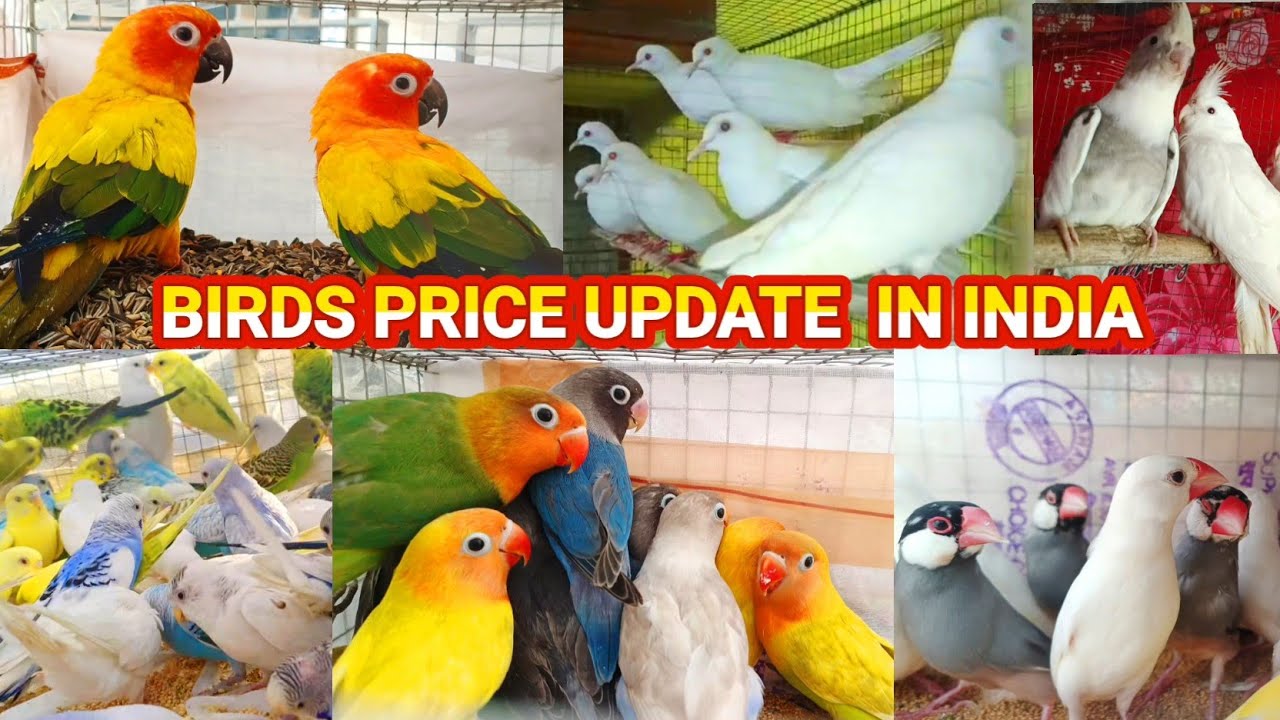 BIRDS PRICE IN INDIA // Love Birds price// java birds price // sun ...