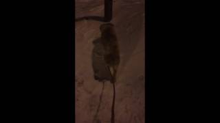 Cute Australian Shepherd Puppy in her First Snow by Gear Gambit 13 views 7 years ago 1 minute, 46 seconds