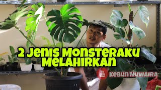 2 JENIS MONSTERA