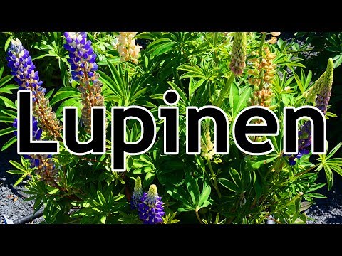 Video: Lupine Als Siderat (16 Fotos): Wie Sät Man Einjährige Schmalblättrige, Weiße Und Andere Lupinenarten?