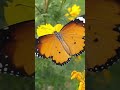 Butterfly Temper Nature The Start Of A Great Season طبيعة فراشات اضغط لايك واشتراك بالقناة 