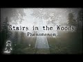 Mysterious Stairs In The Woods Phenomenon: Source of Paranormal Activity?