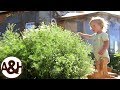 Harvesting chamomile (and sun drying it for herbal tea)