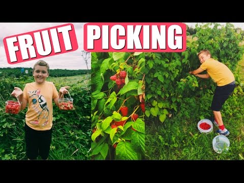 FRUIT