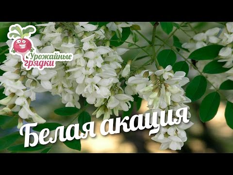 Белая акация. Урожайные грядки.