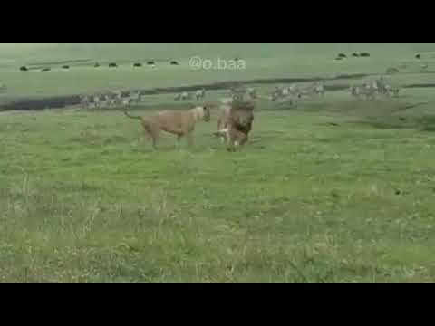 كلب يهاجم أسد و لبوة شاهد ماذا حدث
