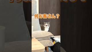 まる飛ばないにゃん #猫 #猫のいる暮らし #fyp #おすすめ