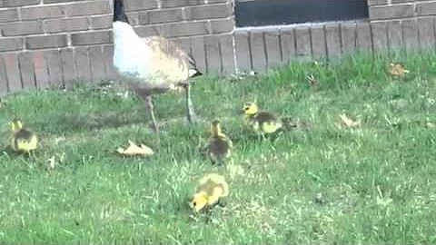 Mama and duckies