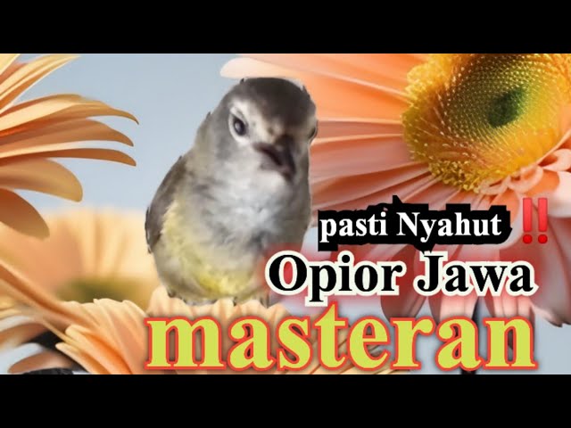 Suara burung Opior Jawa gacor  ngeroll jagonya bikin heboh ‼️ class=