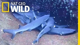 Celebrity You Haven't Seen a Shark 'Sleep' Until Now | Nat Geo Wild Profile