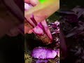 Vibrant Purple Yam Peeling: The Sound of Freshness! 🍠🔪 #farmoratv #nature #asmr