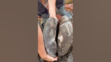 HUGE Nodule CRACKED Open! #shorts