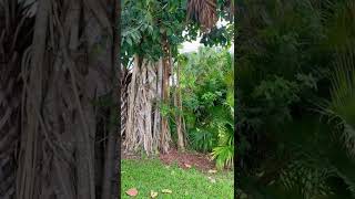 A Sanibel Island Secret 🤫