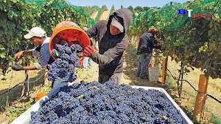 Harvest Wine Grape, Amazing New Agriculture Technology, Traditional Wine Making Processing