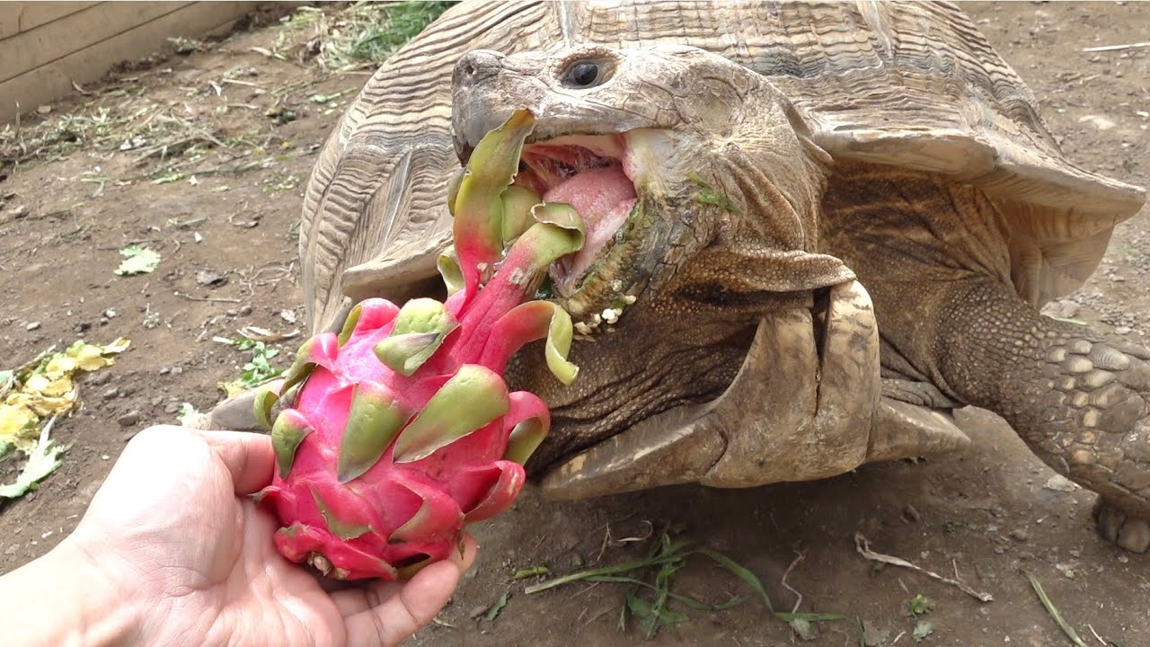 When you give a dragon fruit to a tortoise - YouTube