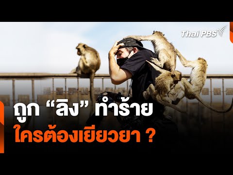 ถูก ลิง ทำร้าย ใครต้องเยียวยา ? 