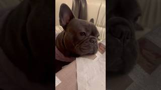 #cute #притчасосмыслом #притчи #притчадня #притчапрожизнь #собака #рекомендации #французкийбульдог