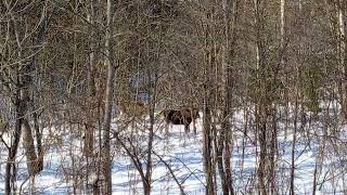 Мама Где-То Поблизости,Двое Двухлеток Гуляют Около Дома.🐂🐂🏡🌲🌳🌳🌲