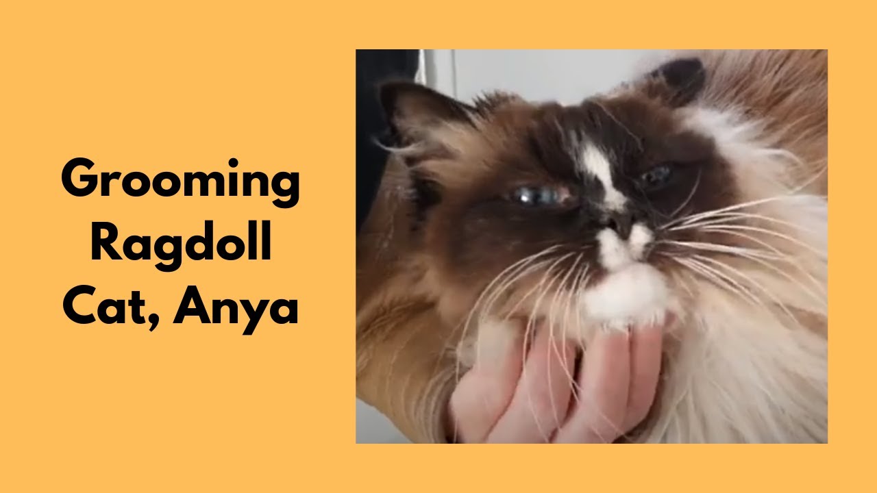 Ragdoll Cat Grooming YouTube