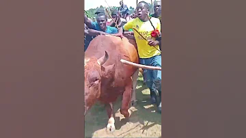 Ingalukhani After Winning Sancho Ya Mulila Vunulu Tsira 
