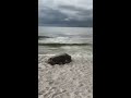 Sea turtle returns to the Gulf after laying eggs
