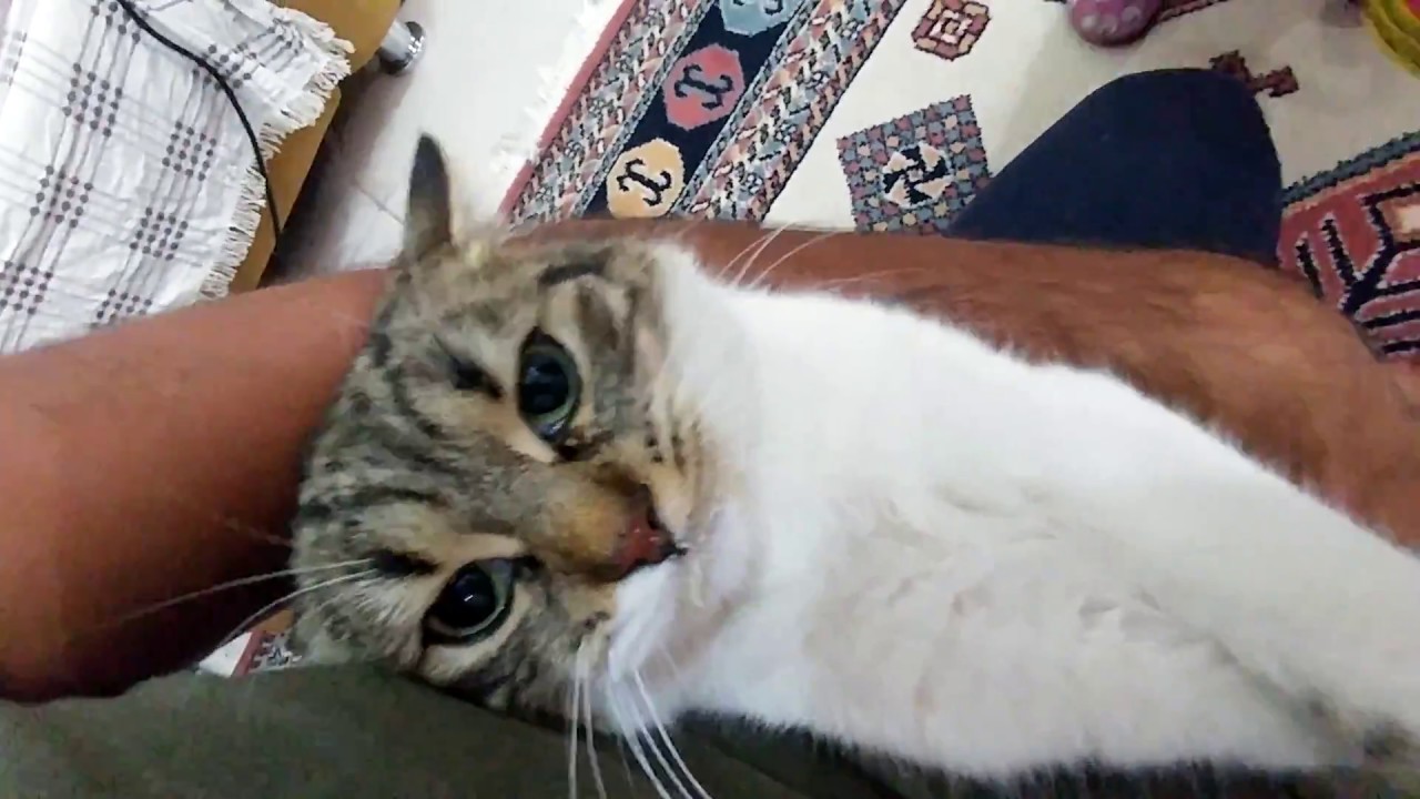 Pasta Challenge Icin Alisveris Yaptik Zor Oldu Eglenceli Cocuk Videosu Youtube Cats Animals Survivor