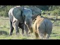 Elephant shows rhino whos boss
